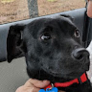 Meet your Posher, Max